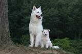 BERGER BLANC SUISSE - ADULTS ET PUPPIES 046